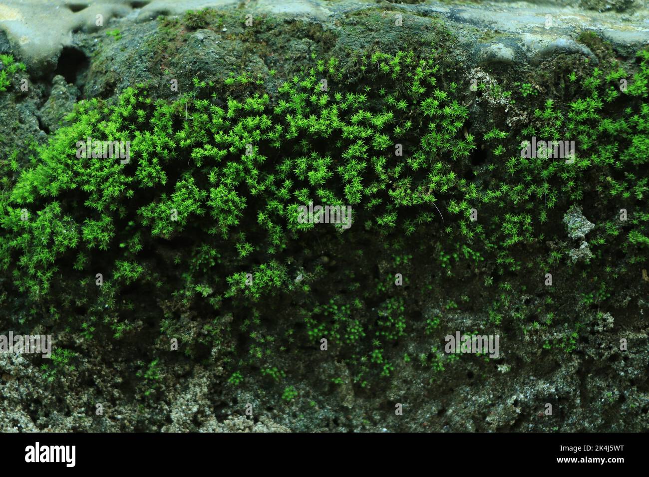 Dark and wet concrete wall with green moss background, Stock Photo