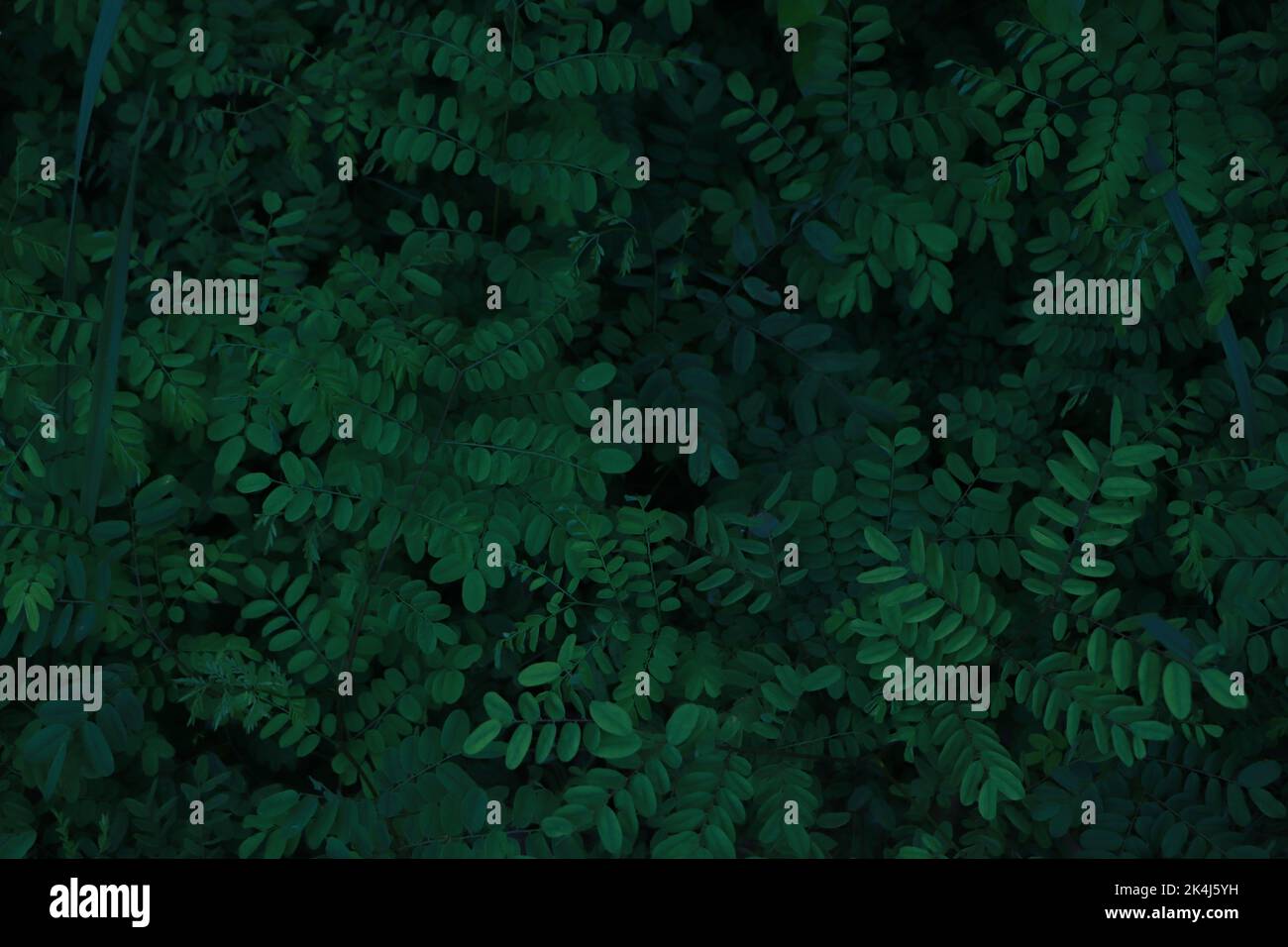 Natural green leaf wall, Texture background Stock Photo