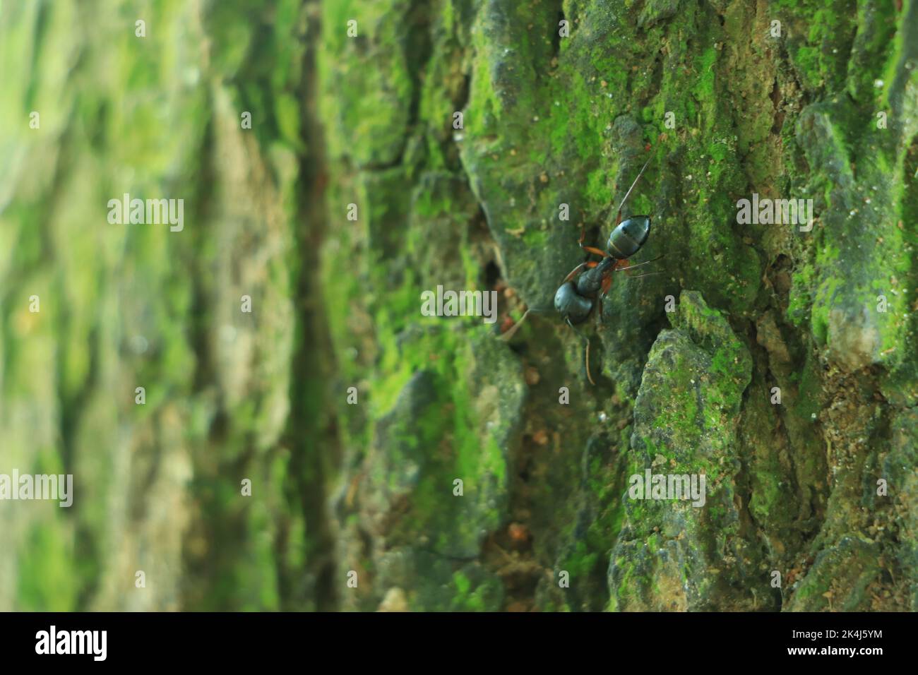 Close Up of Bark on Tree Stump. Old tree. many years old. carbon sink. close up of bark.macro photography. blog. article. background or backdrop. sunl Stock Photo