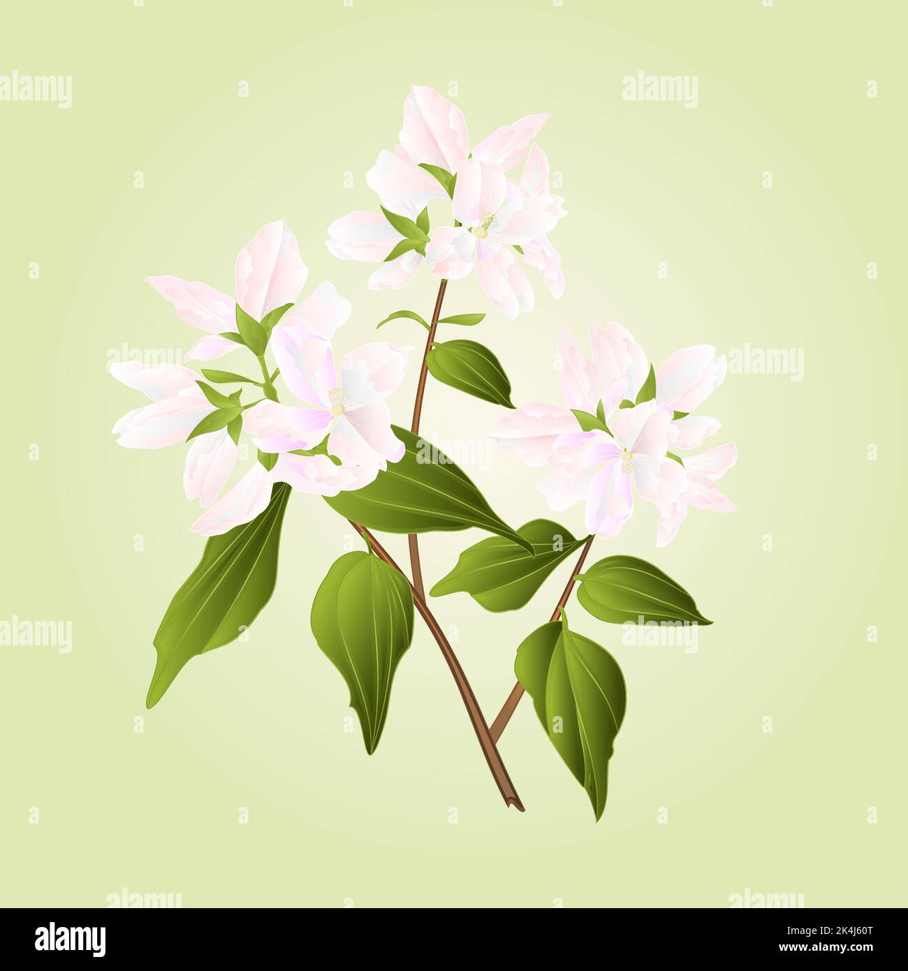 Shub Vector Branch decorative shrub nature background vector illustration Stock ...