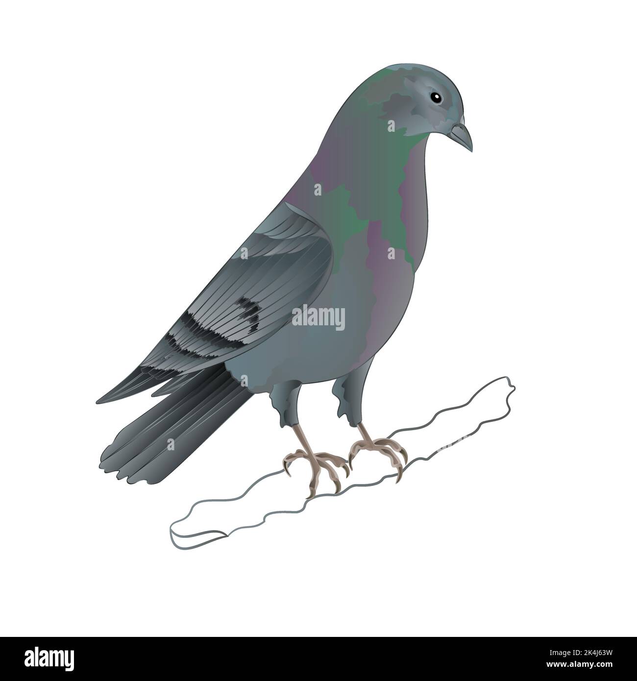 Dove Carrier pigeon domestic breed sports bird vector illustration