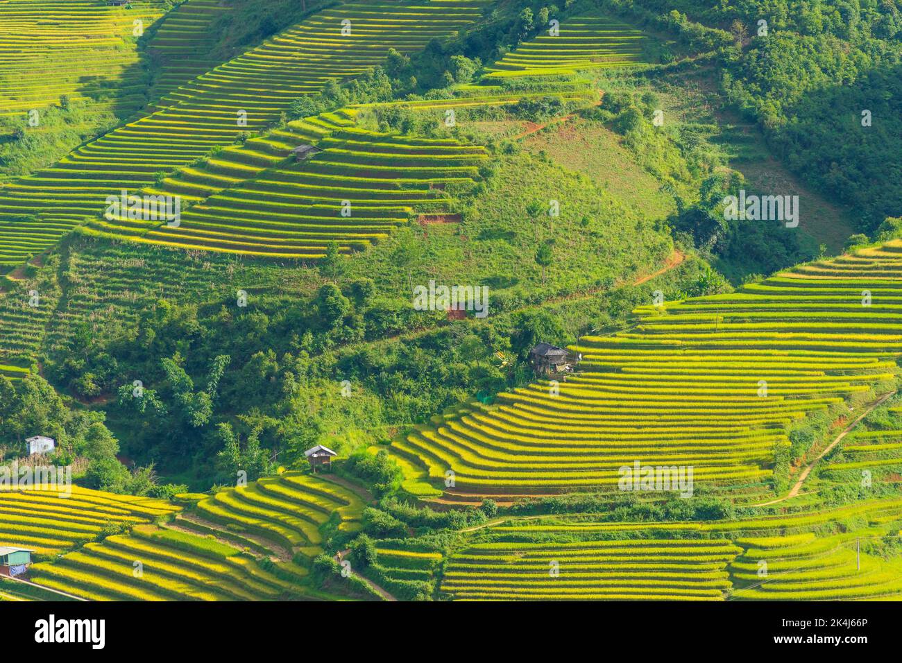 Aerial view of golden rice terraces at Mu cang chai town near Sapa city ...
