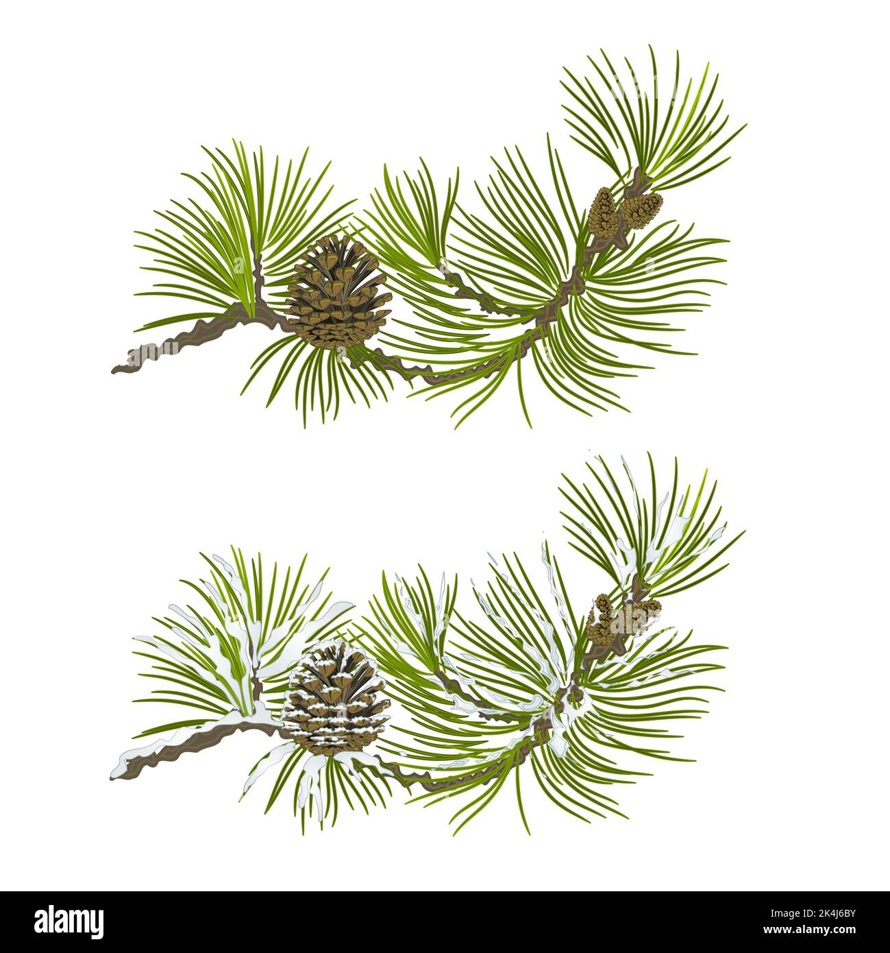 Pine Branch With Cone Vector Stock Vector Image And Art Alamy 