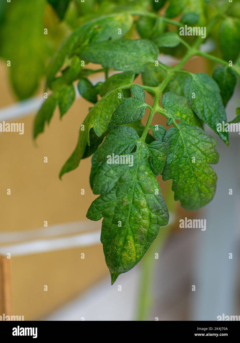 Fungal disease on the tomato leaves. Stock Photo