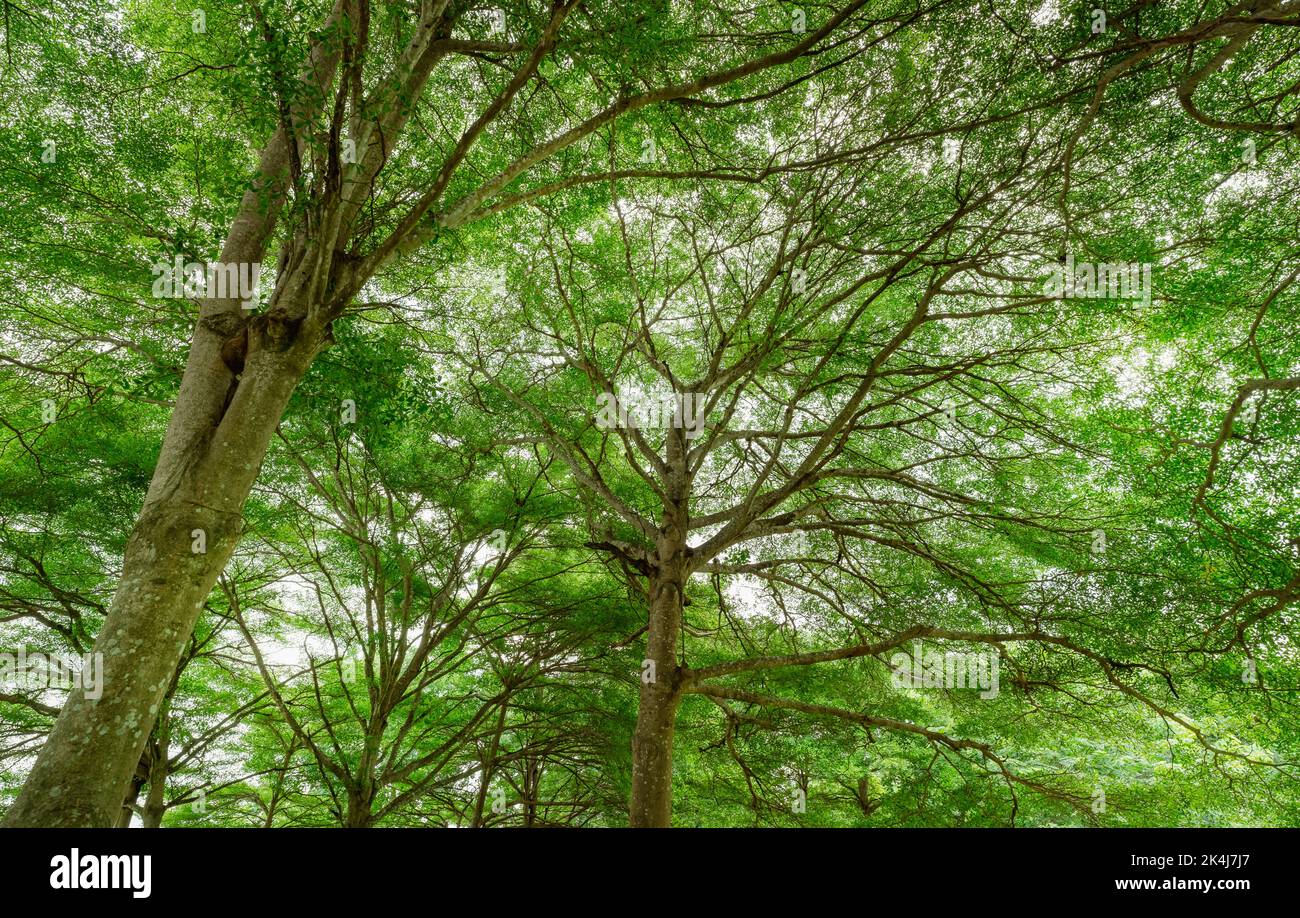 Bottom view of tree with green leaves in tropical forest. Ecosystem