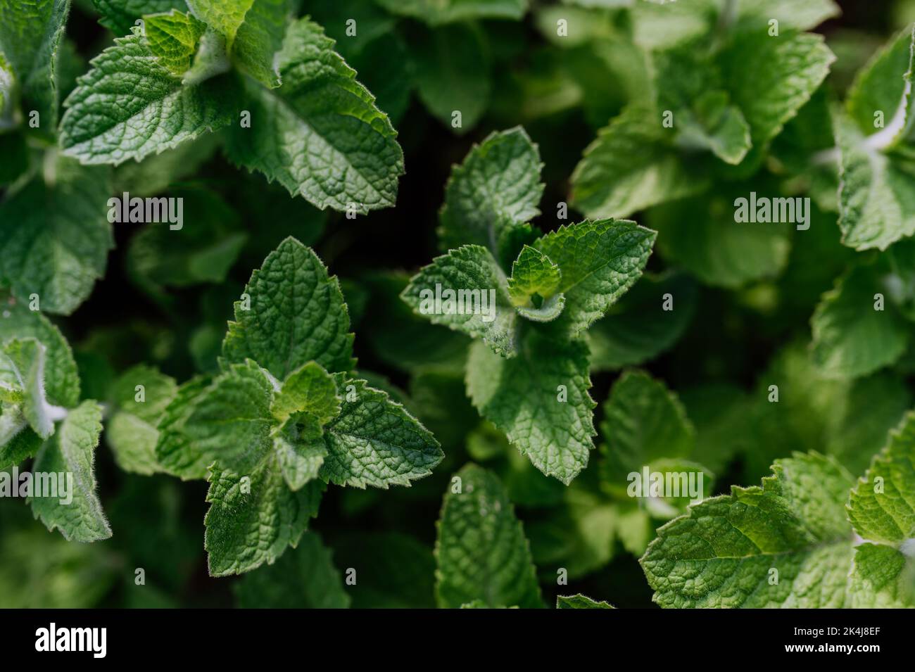 Close-up of growing mint in the garden. Stock Photo