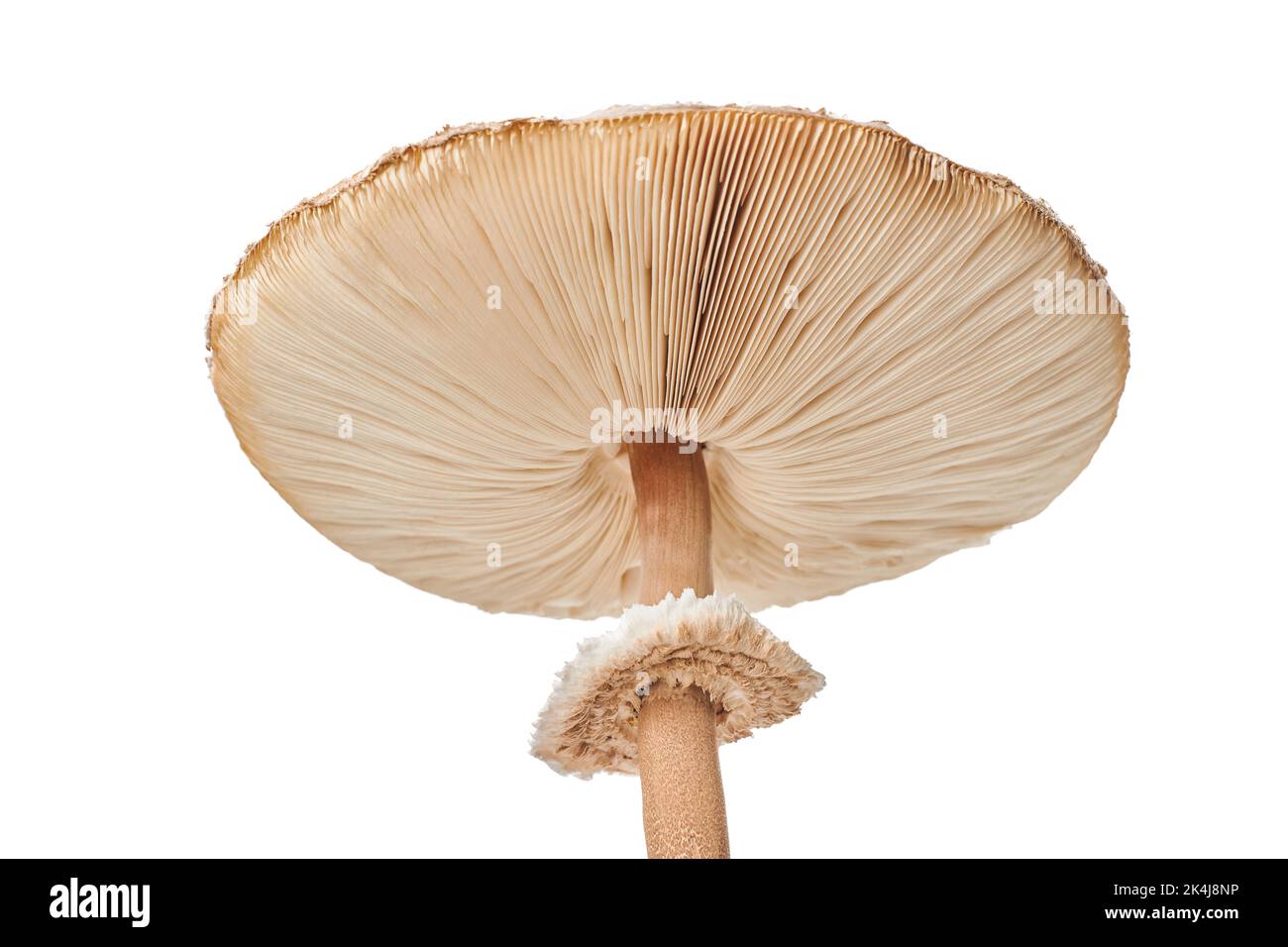 Macrolepiota procera parasol mushroom isolated on white background