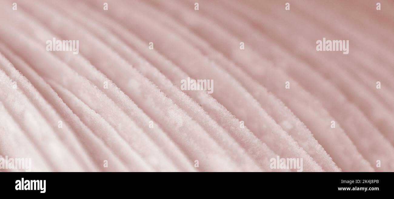 Agaric mushroom gills under cap macro close up photo, depth of field photography. Abstract macro background with pale pink mushroom lamella for web ba Stock Photo