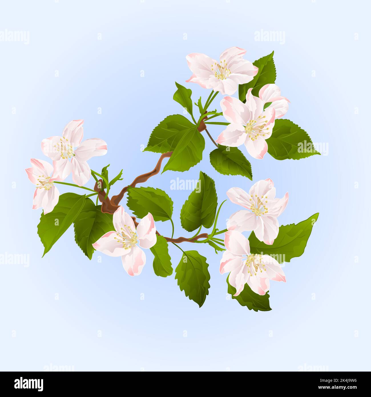Apple tree branch with flowers spring background vector illustration ...