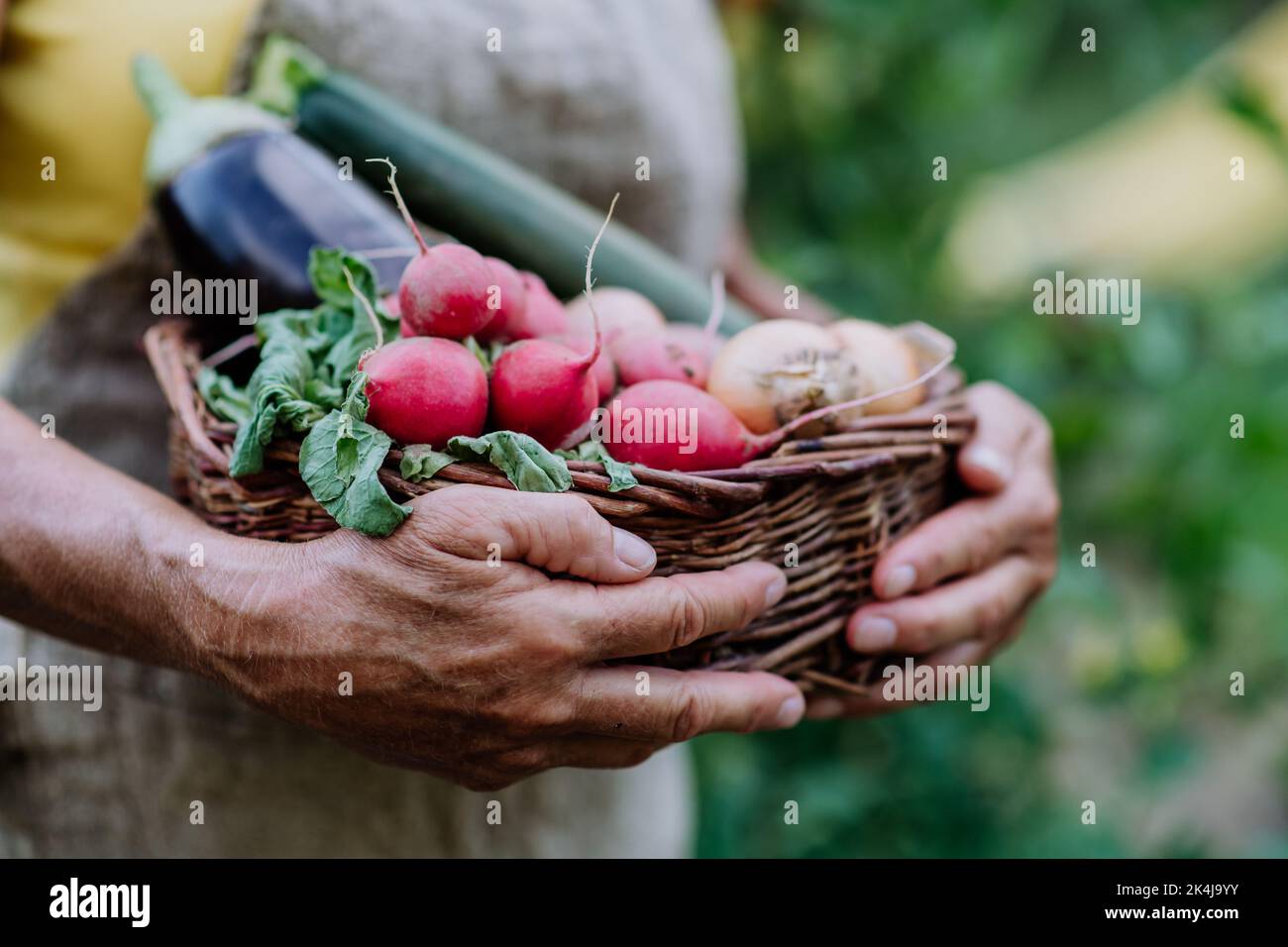 Close-up of senior farmer holding basket with autumn harvest from her garden. Stock Photo