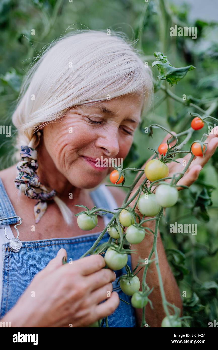 Senior woman farmer holding and smelling tomatoes in greenhouse Stock ...