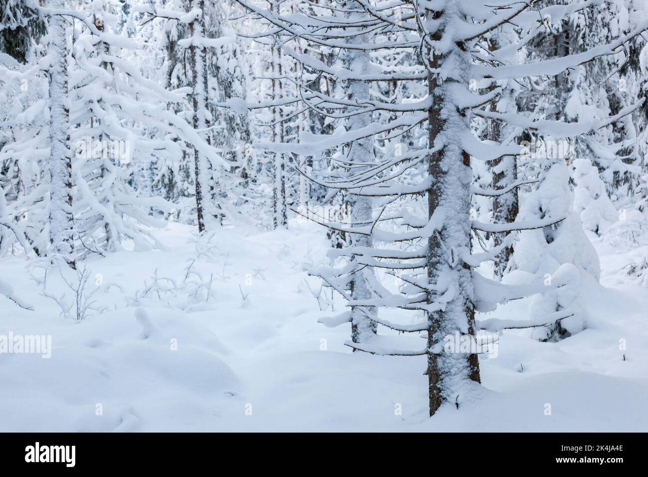 Spruce forest with snow on the branches Stock Photo - Alamy