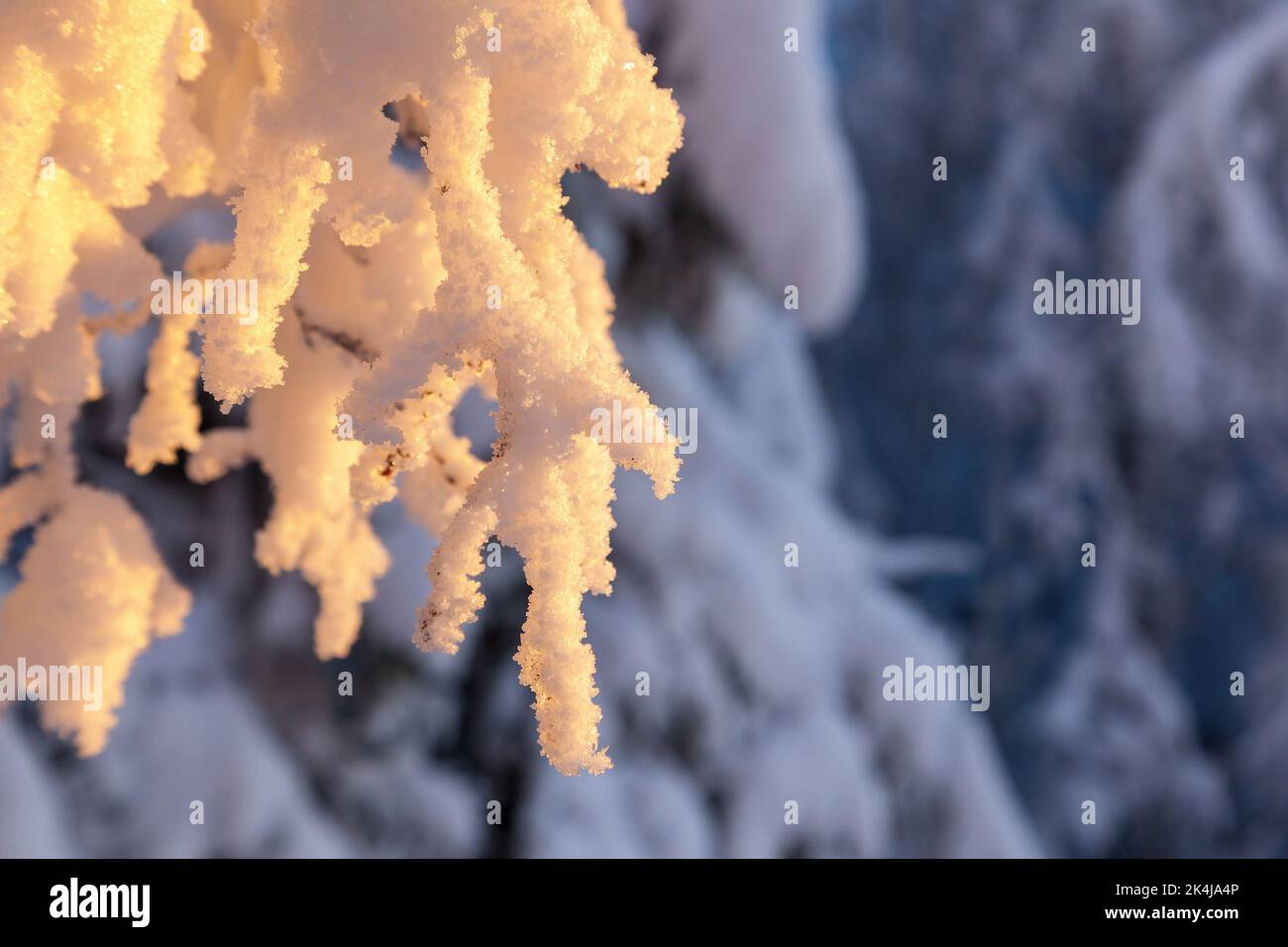 Frosted tree branches hi-res stock photography and images - Alamy