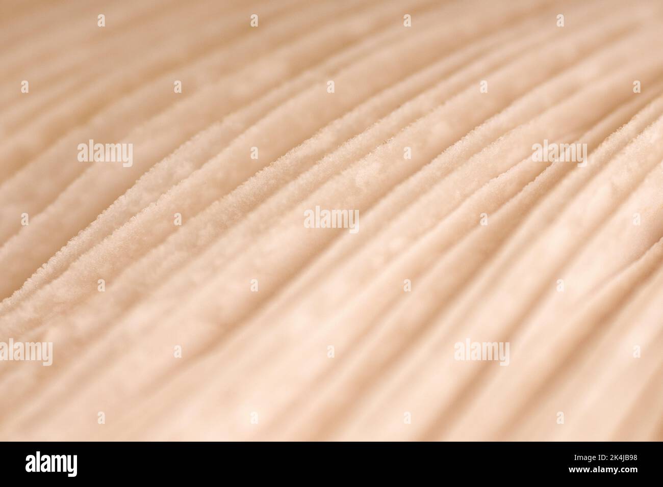 Agaric mushroom gills under cap macro close up photo, depth of field photography. Abstract macro background with brown mushroom lamella for web banner Stock Photo