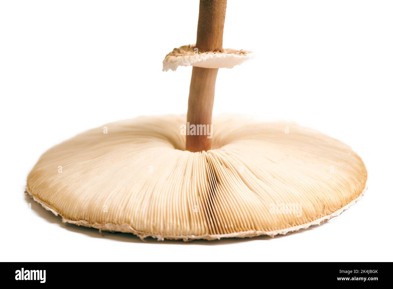 Big agaric gills cap of macrolepiota procera parasol mushroom lies on white background, brown mushroom with high stripe. Edible parasol mushroom with Stock Photo