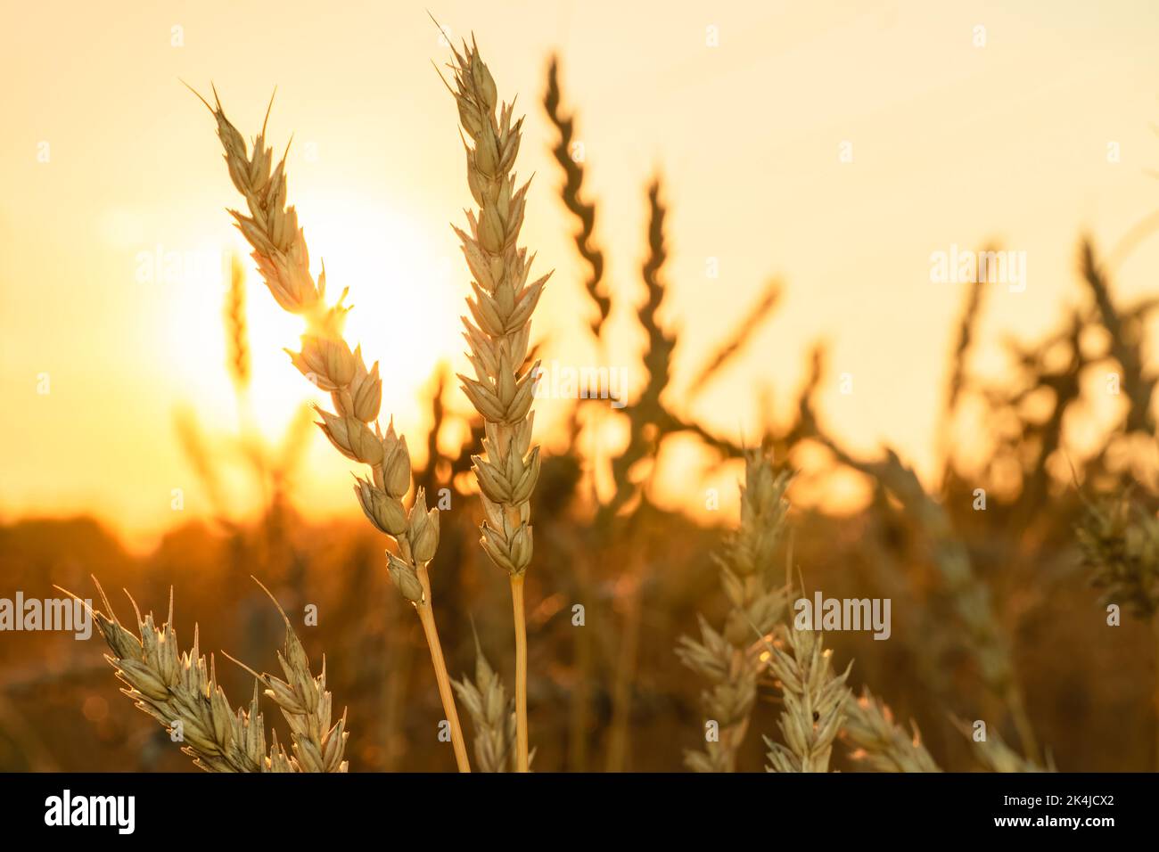 Golden Cereal field with ears of wheat,Agriculture farm and farming concept.Harvest.Wheat field.Rural Scenery.Ripening ears.Rancho harvest Concept.Rip Stock Photo