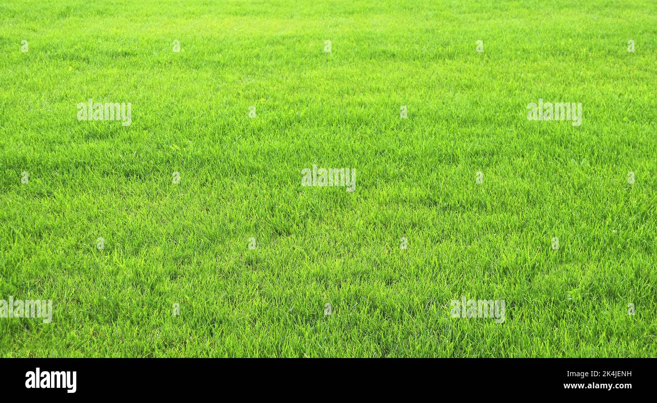 Trimmed lawn grass hi-res stock photography and images - Alamy