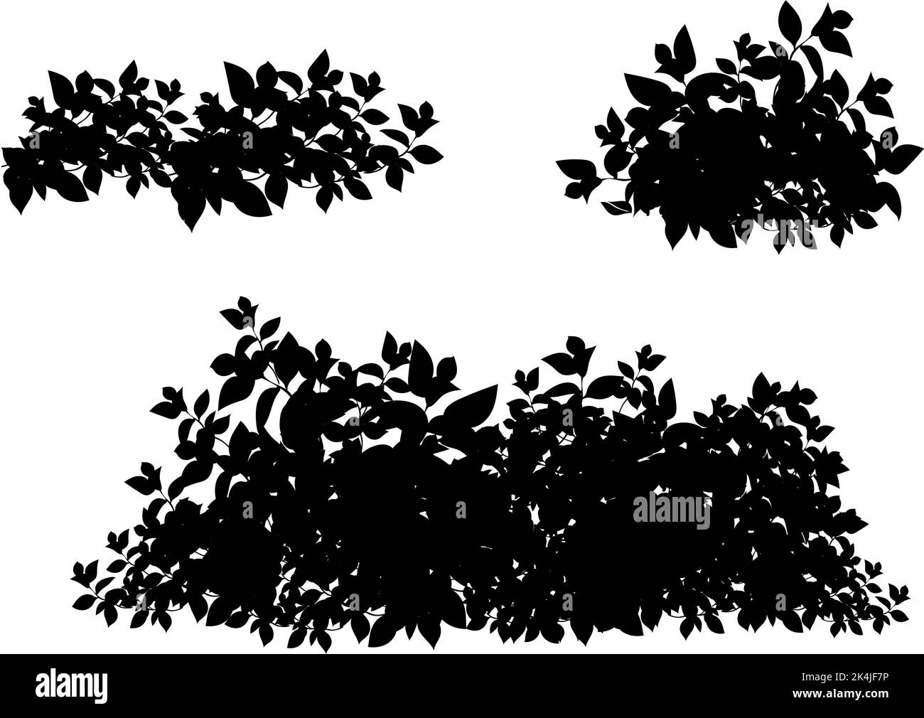A bush shrub rose Black and White Stock Photos & Images - Alamy