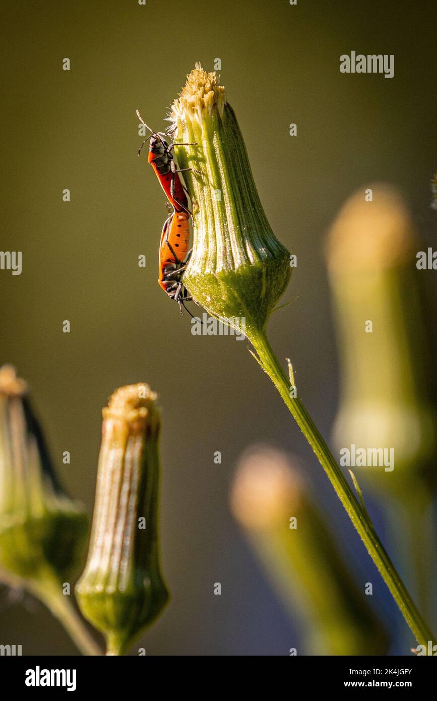 A close-up of a European firebug (Pyrrhocoris apterus) on an Erechtites plant Stock Photo