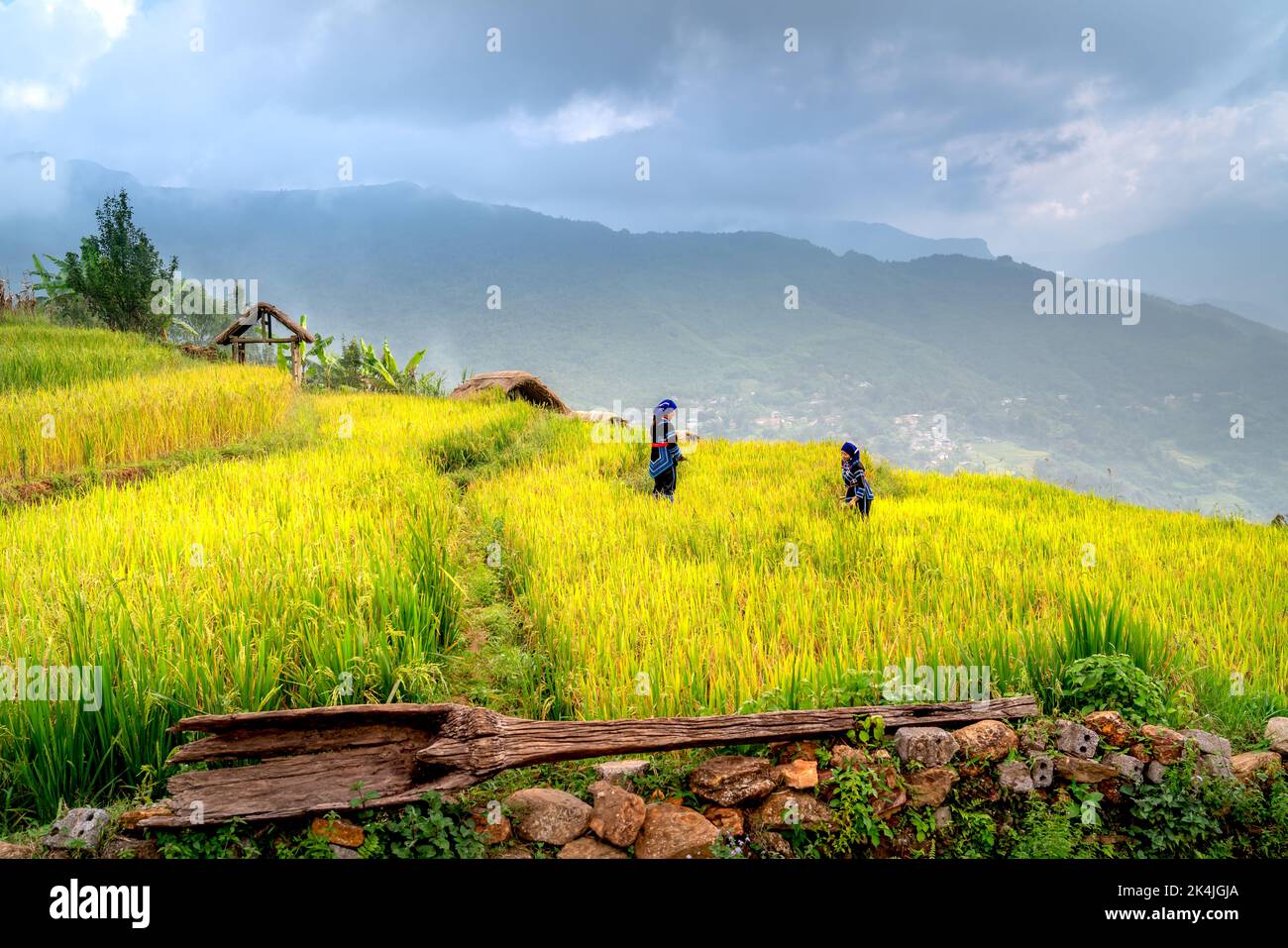 Admire the beautiful terraced fields in Y Ty commune, Bat Xat district