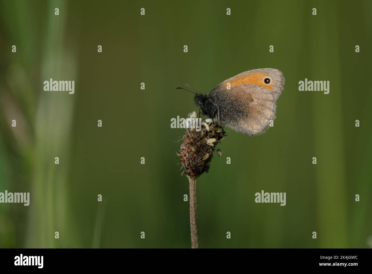 Close up of a small heath butterfly resting on a plant, tiny orange and brown butterfly in the wild, under wings showing Stock Photo