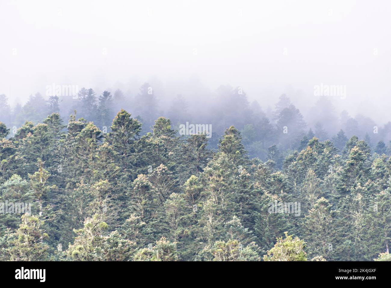 Misty foggy mountain landscape with fir forest and copyspace in vintage ...