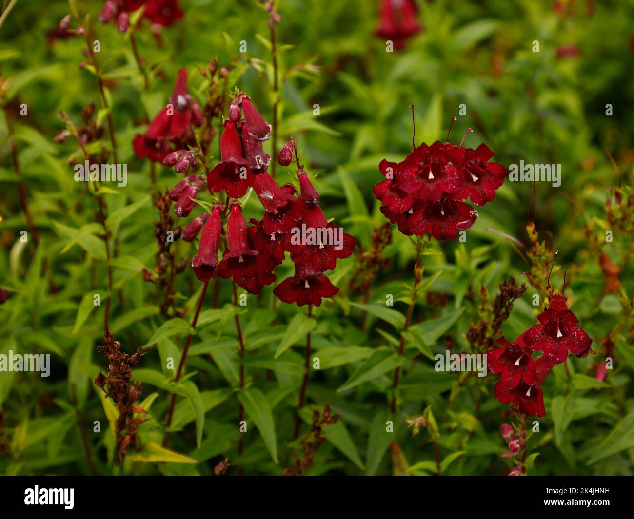 Close up of the herbaceous perennial garden plant Penstemon Rich Ruby with deep red bell-shaped flowers flowering from summer to autumn. Stock Photo