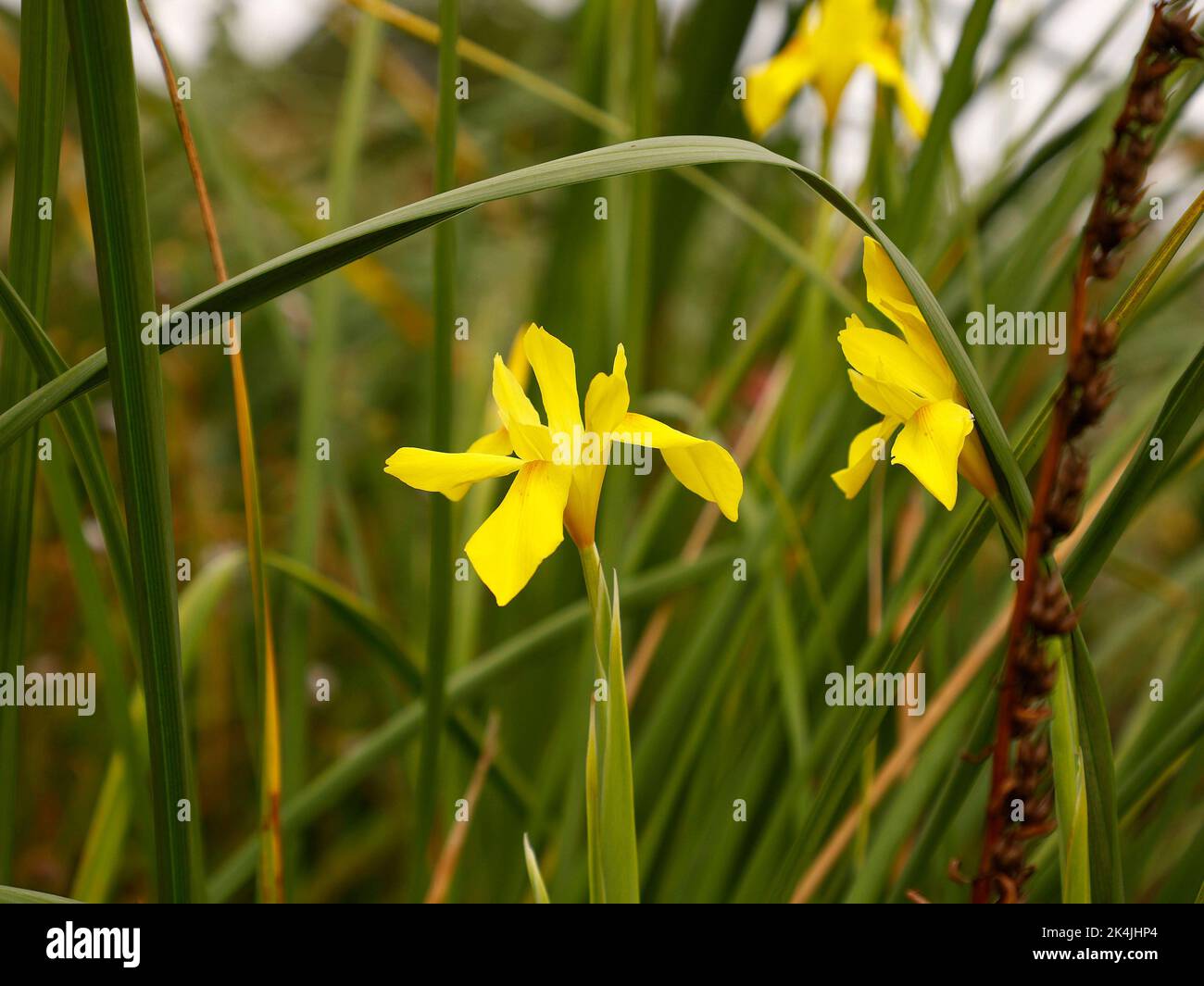 Close up of the SouthAfrican plant species yellow flowering Moraea