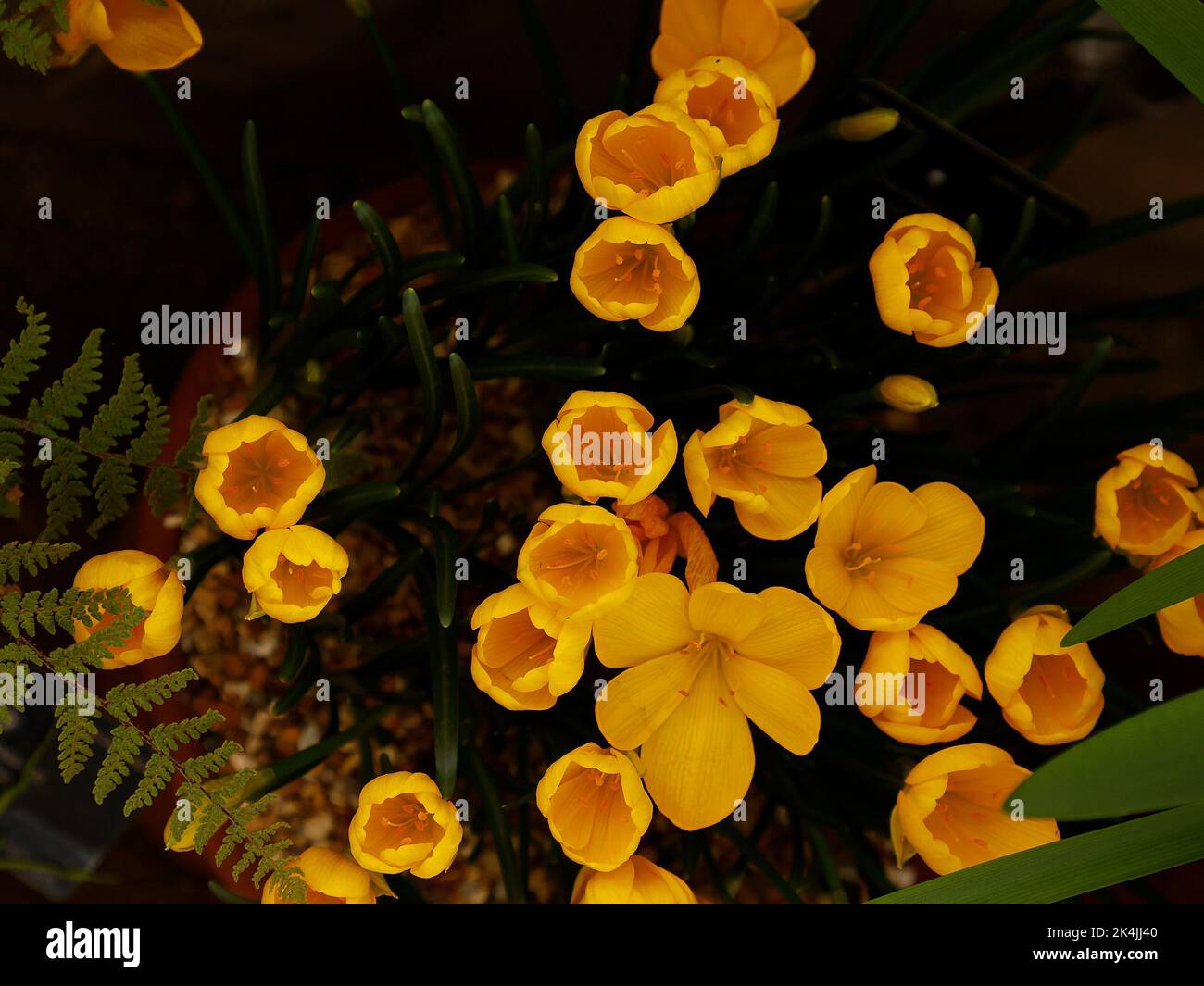 Close up of the yellow autumn flowering bulbous garden plant Sternbergia lutea seen in the garden in the UK. Stock Photo