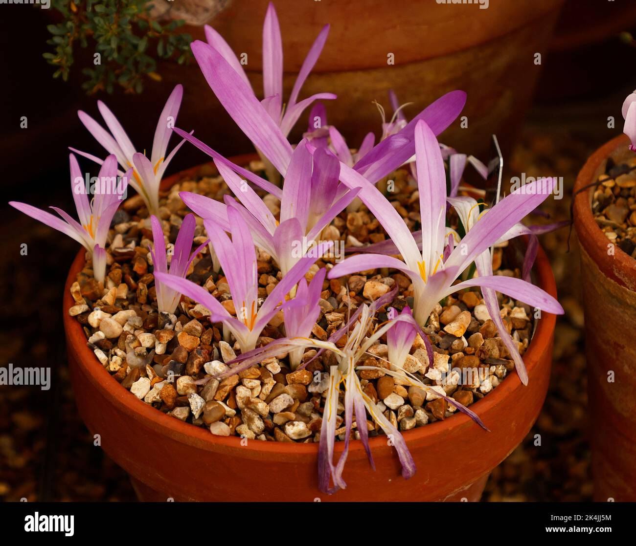 Close up of the autumn and winter flowering bulbous garden plant Merendera seen with large pink flowers and yellow stamen growing in a pot. Stock Photo