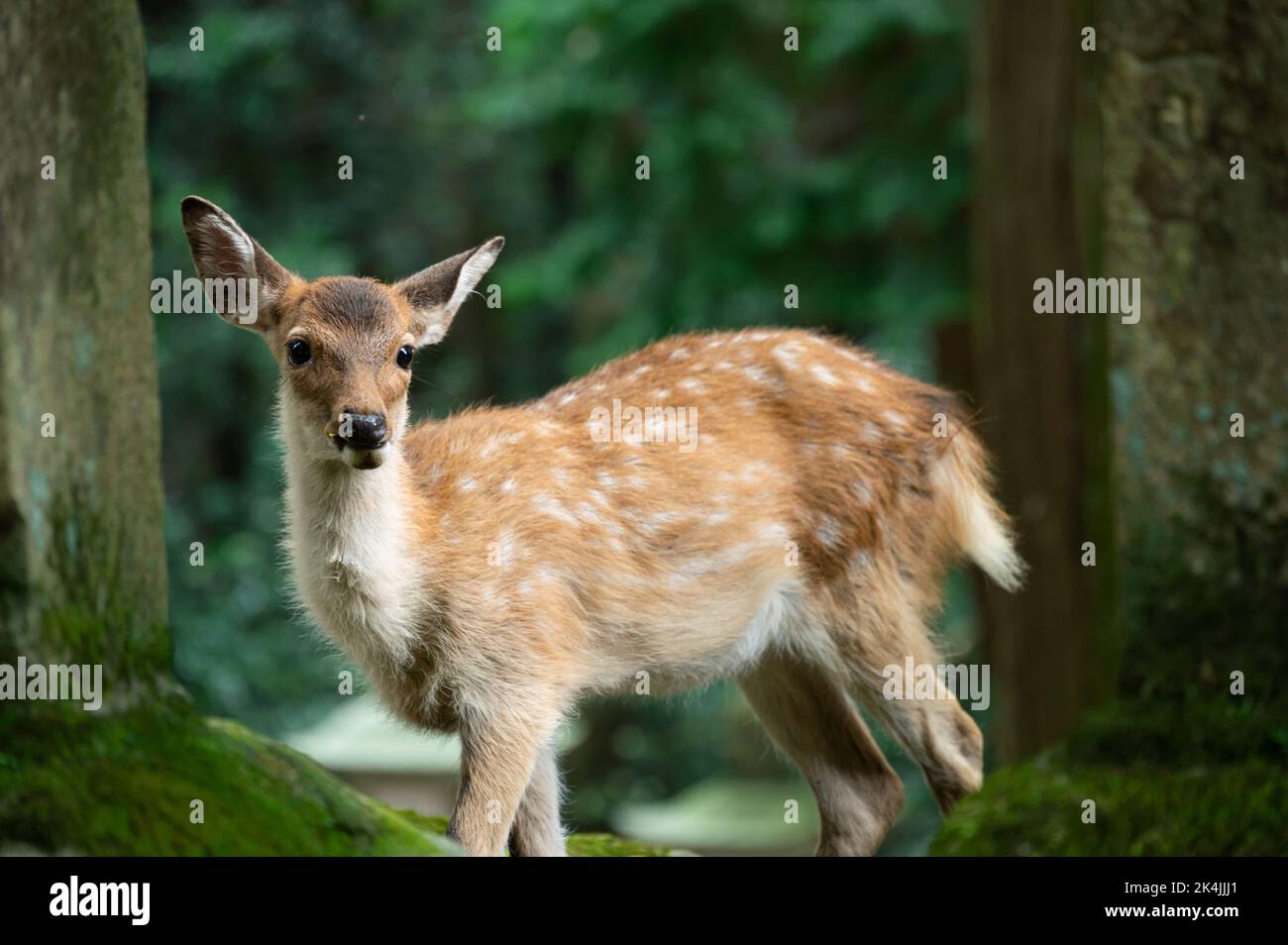 cute wild child deer in Nara,Kansai,Japan is a famous travel place. Stock Photo