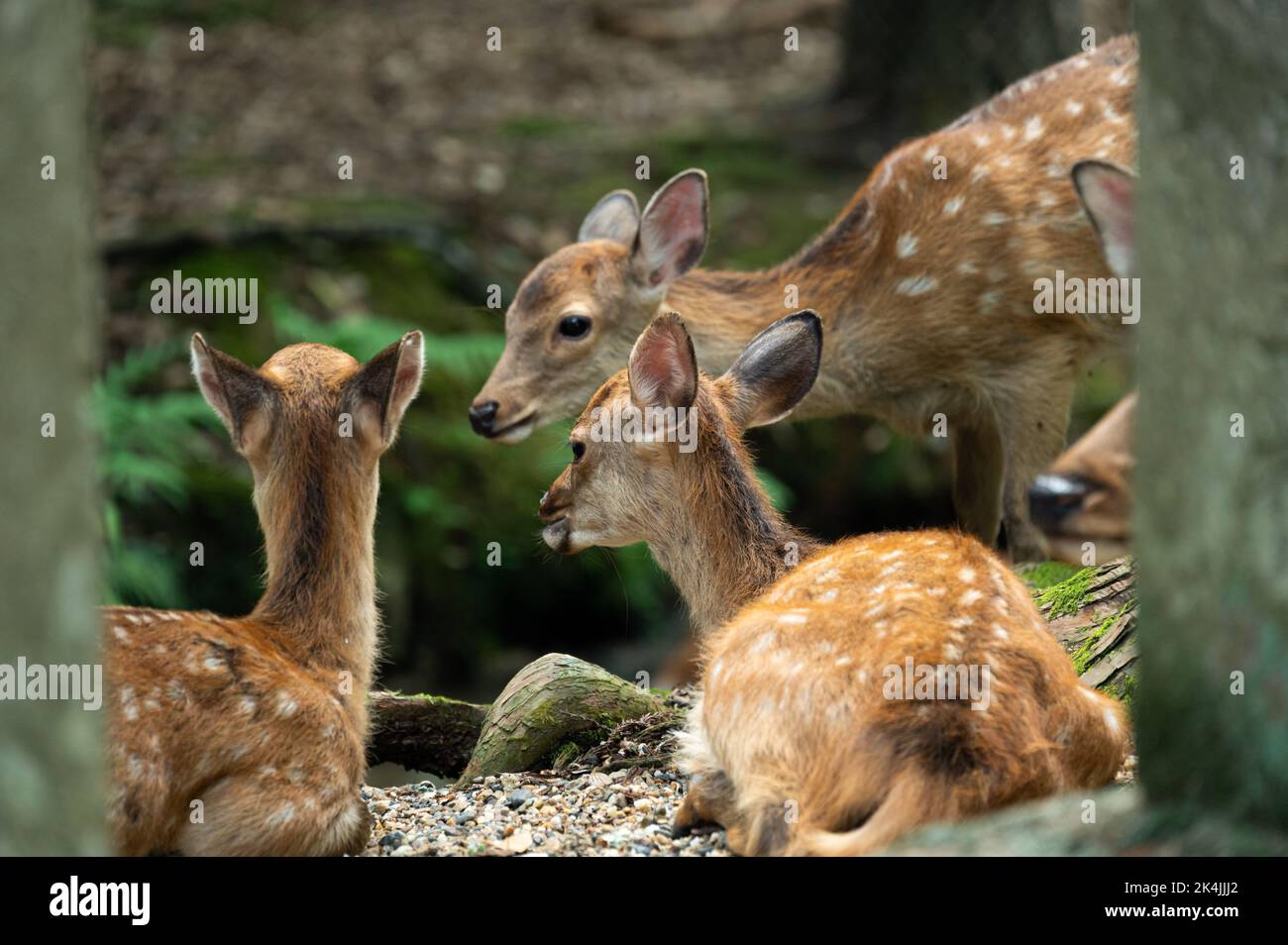 cute wild child deer in Nara,Kansai,Japan is a famous travel place. Stock Photo