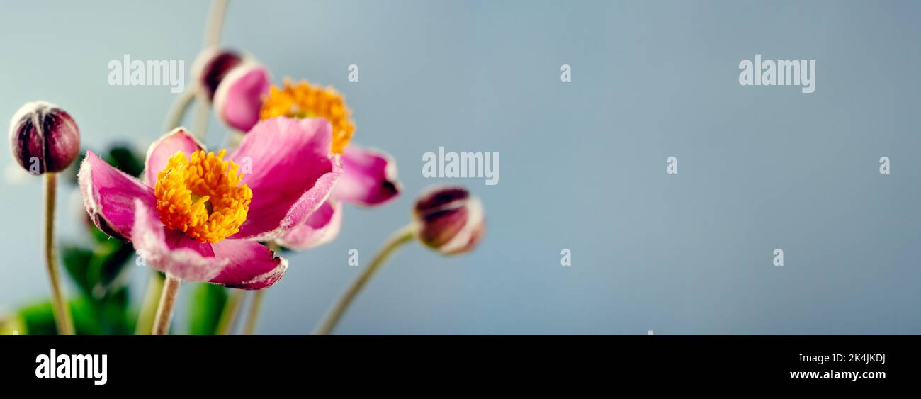 Gently purple flowers of anemones on blue background. nimalistic composition of nature beauty. Long banner. Copy space Stock Photo