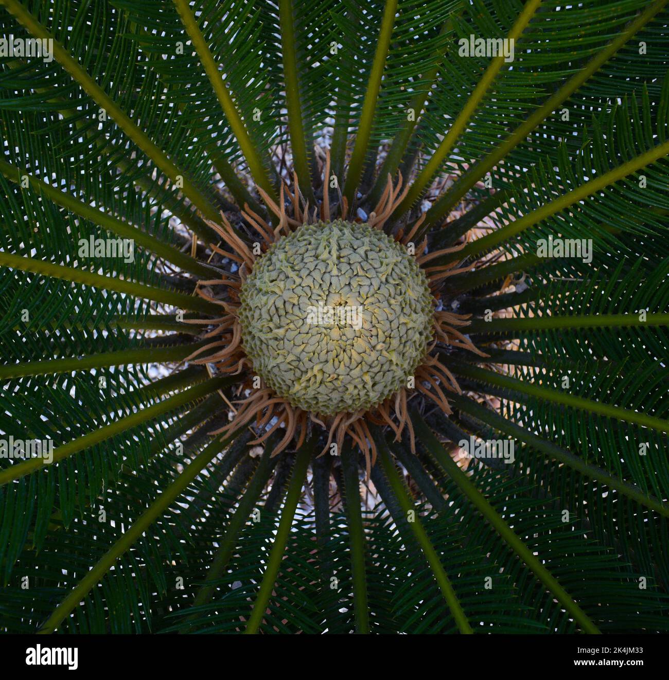 Sago palm (Cycas Revoluta), up close,filling the frame, white center, blooming. Stock Photo
