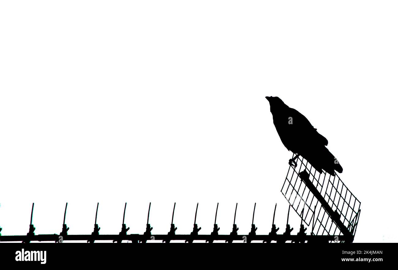 Crow perching on an antenna in black and white (no greys), artistic photo Stock Photo