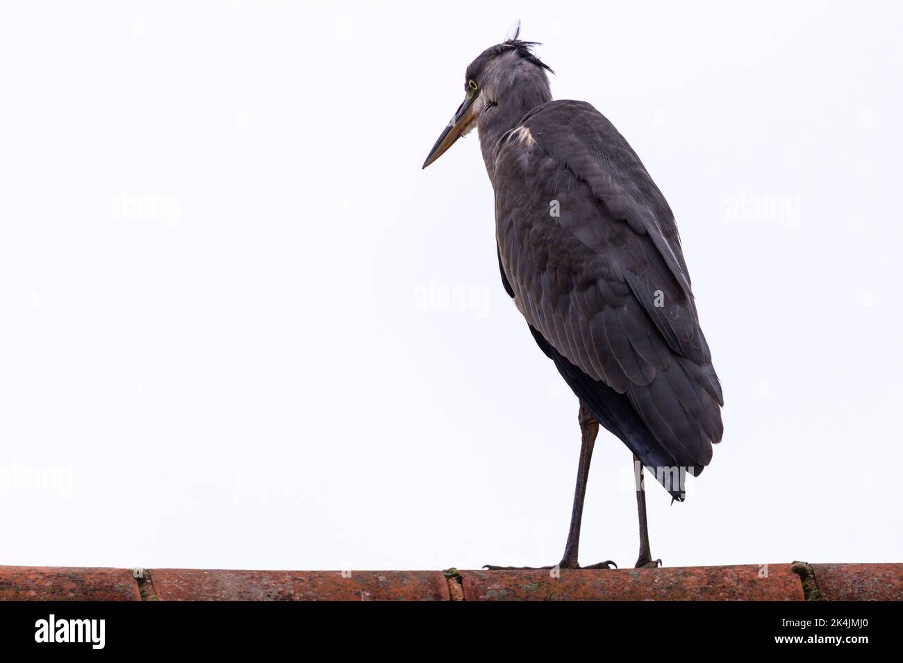 Grey heron (ardea cinerea) large wading wetland bird perched on rooftop. Long legs long dagger like yellow bill black crest on head long hunched neck Stock Photo
