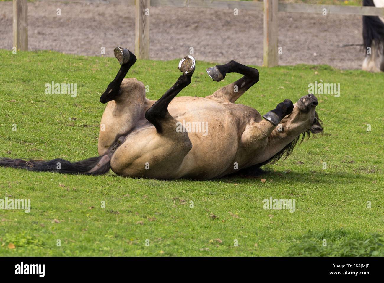 Female horse tan coloured just let out to graze is frolicking and rolling over on the short grass has dark lower legs mane and tail shows horse shoes Stock Photo