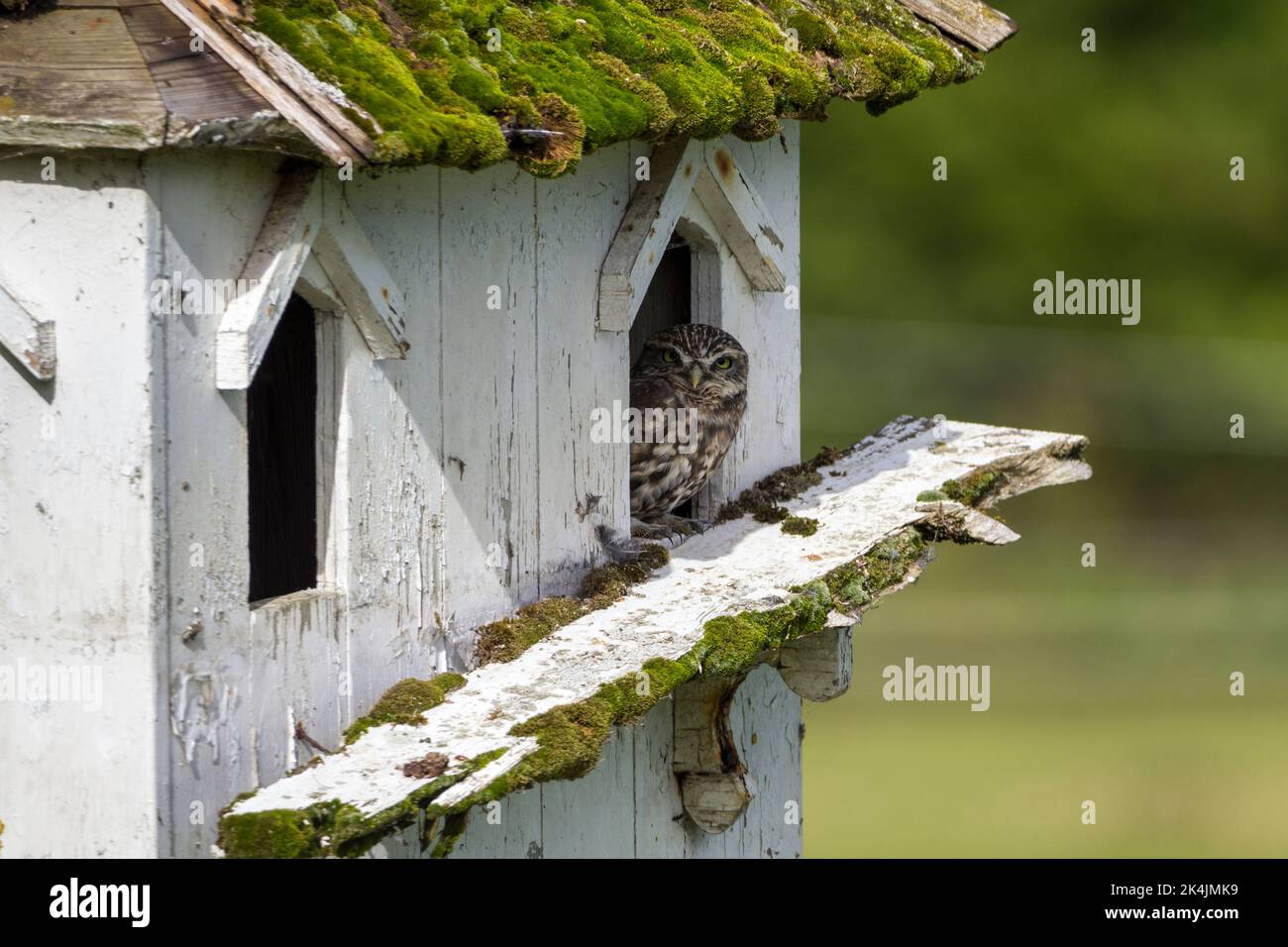 Little owl (athene noctua) grey brown plumage with white spots staring yellow eyes nesting in old dove house in large paddock our smallest uk owl Stock Photo