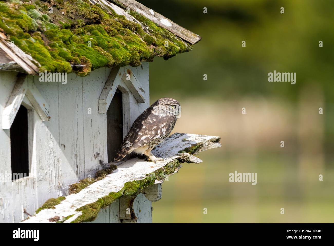 Little owl (athene noctua) grey brown plumage with white spots staring yellow eyes nesting in old dovecote in large paddock our smallest uk owl Stock Photo
