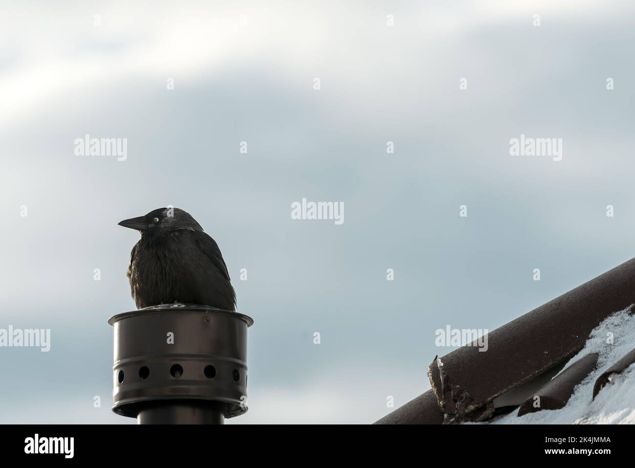 Black carrion crow bird on house chimney in winter, selective focus Stock Photo