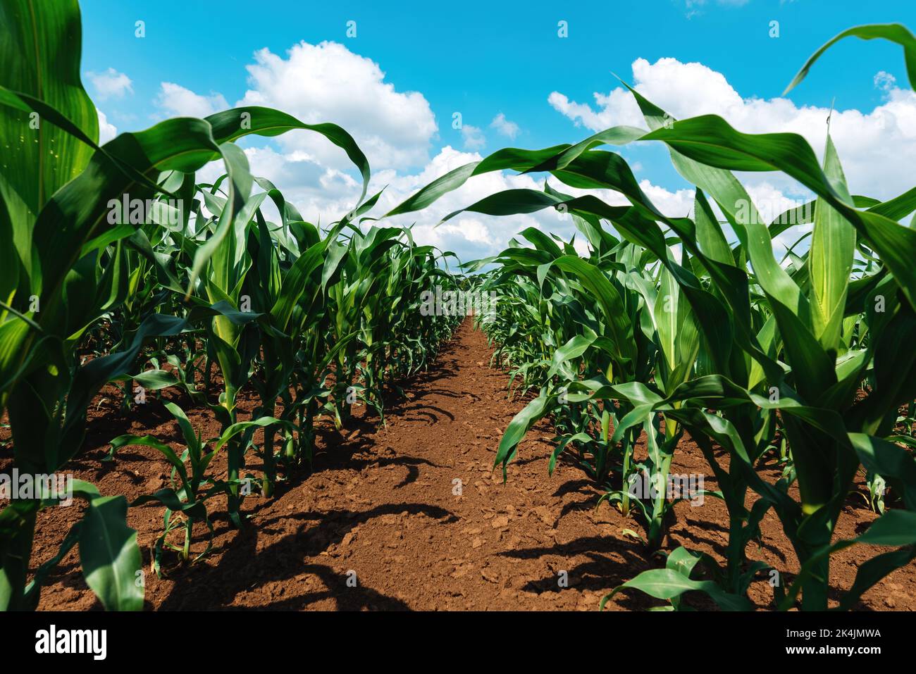 Young green corn crop seedling plants in cultivated perfectly clean agricultural plantation field with no weed, low angle view selective focus Stock Photo
