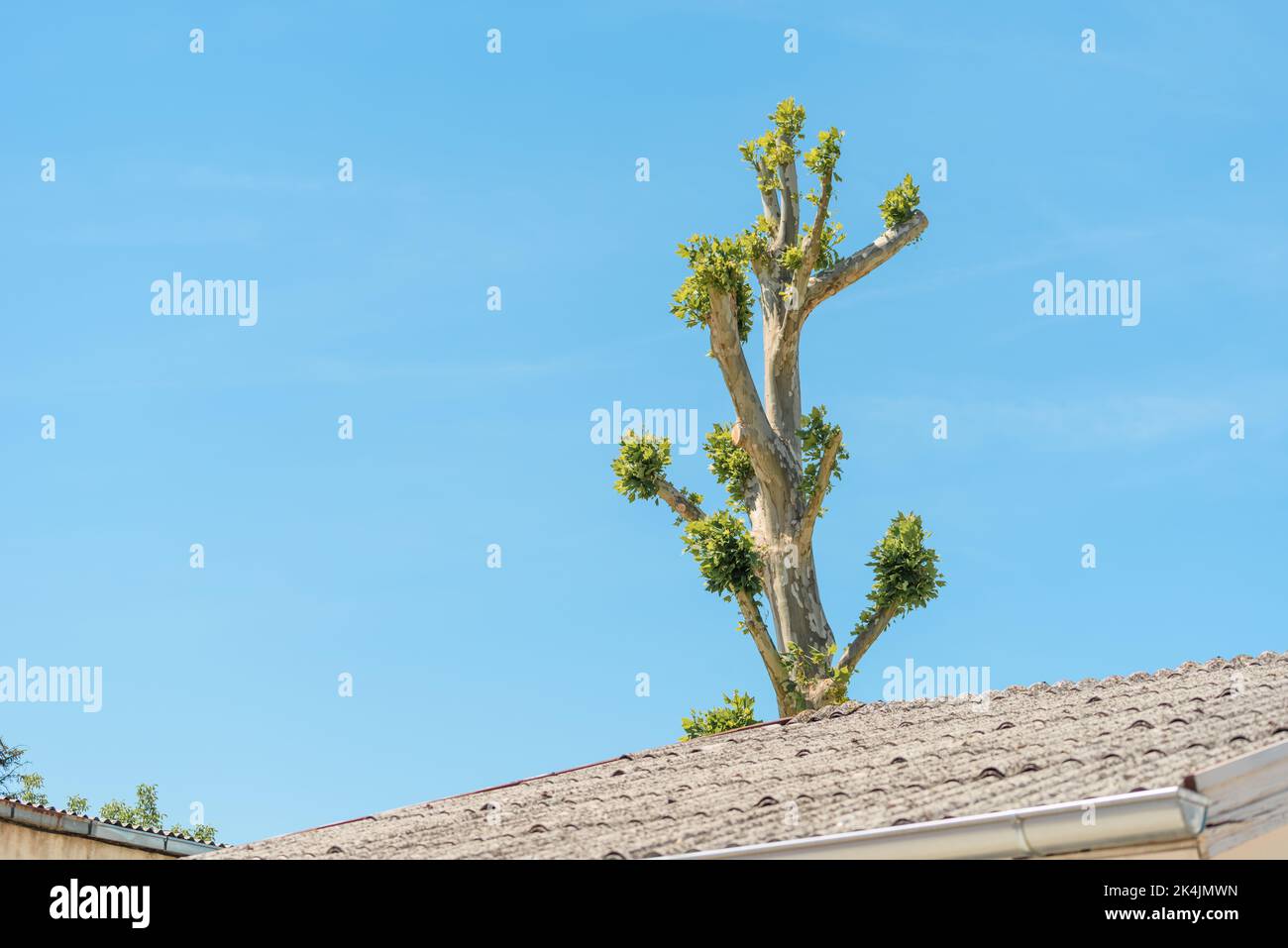 Tree topping, small branches with green leaves growing at treetop after severe pruning against blue sky Stock Photo