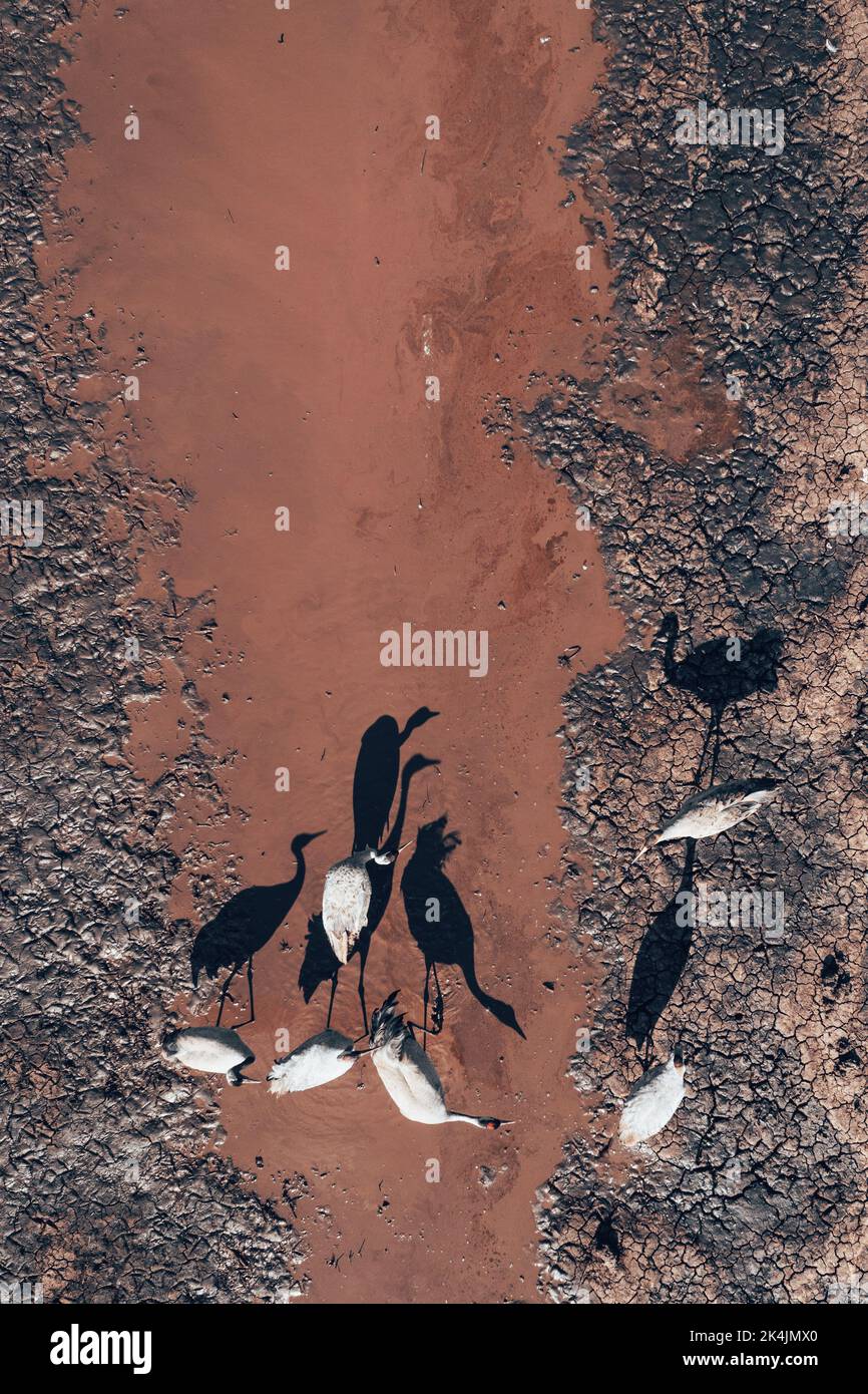 Flock of common crane (Grus grus) birds resting near the pond during springtime migration, aerial shot top down. Herons are apex predators in aquatic Stock Photo
