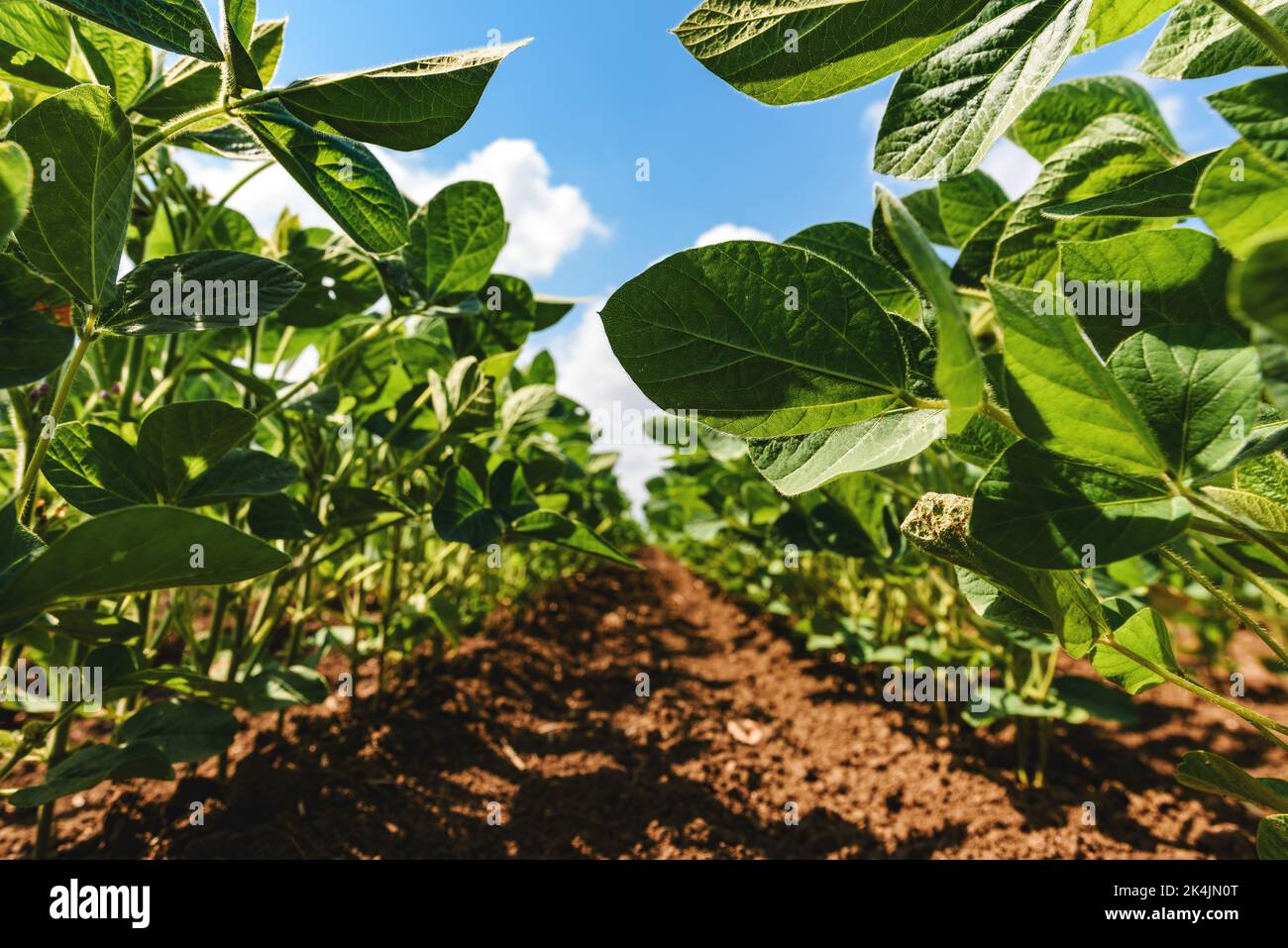 Young green soybean crop seedling plants in cultivated perfectly clean agricultural plantation field, low angle view with selective focus Stock Photo