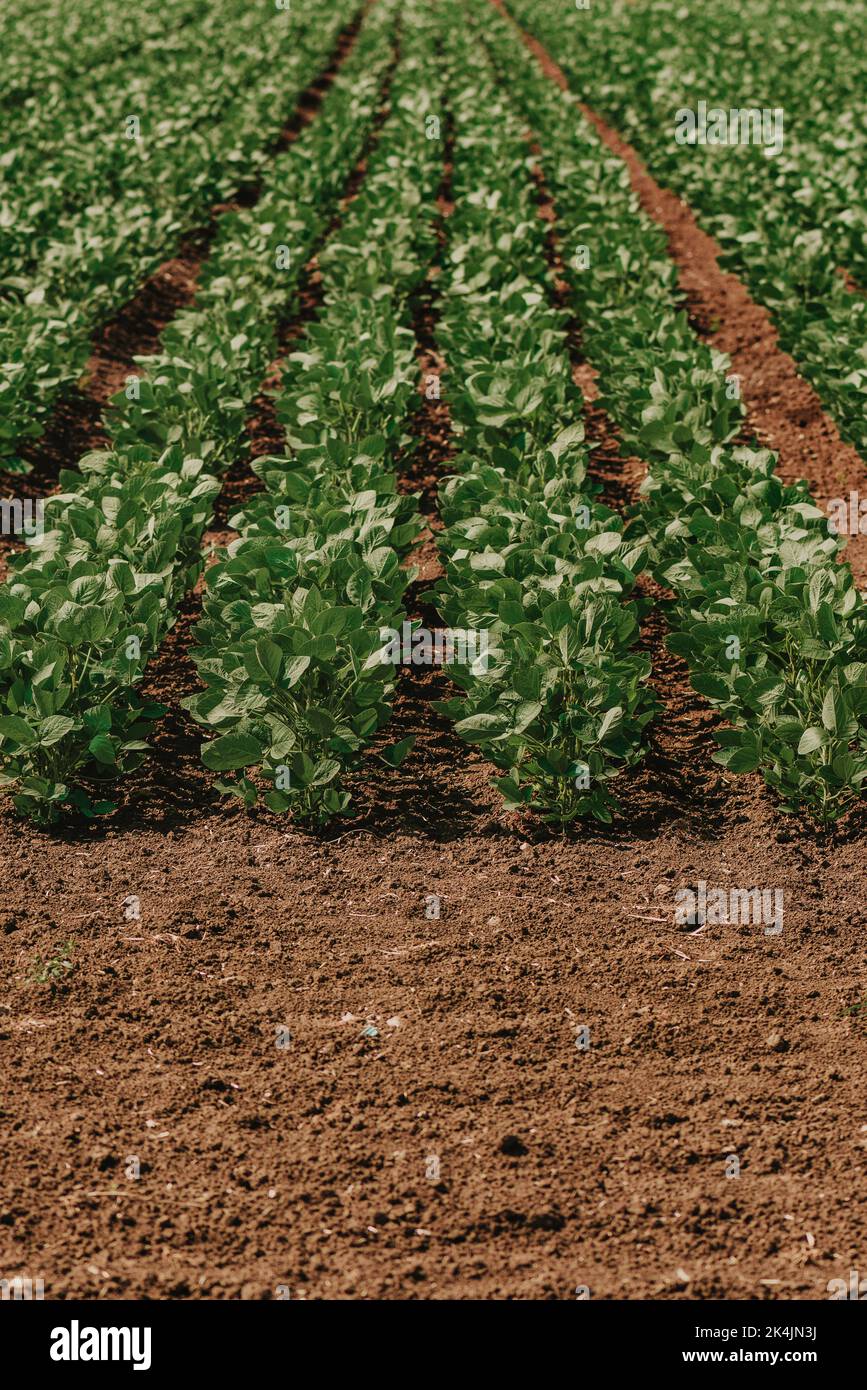 Young green soybean crop seedling plants in cultivated perfectly clean agricultural plantation field, selective focus Stock Photo