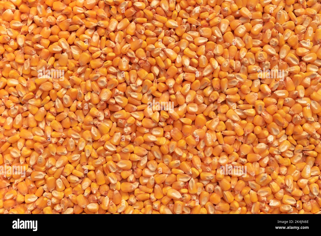 Top view of harvested corn grains as background, ripe harvested maize seed Stock Photo