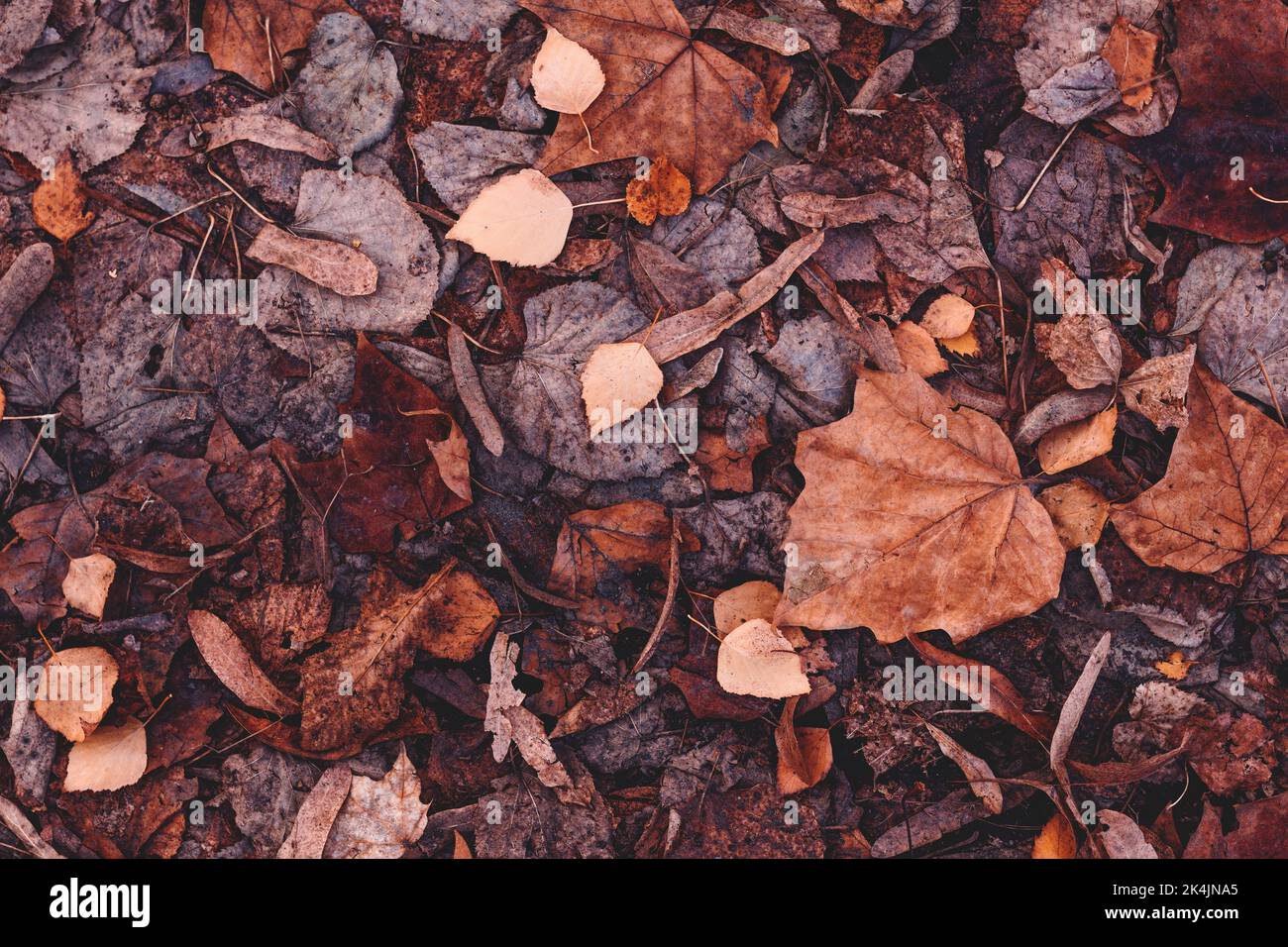 Dry brown leaves fallen on the ground as autumn season background, top view image Stock Photo