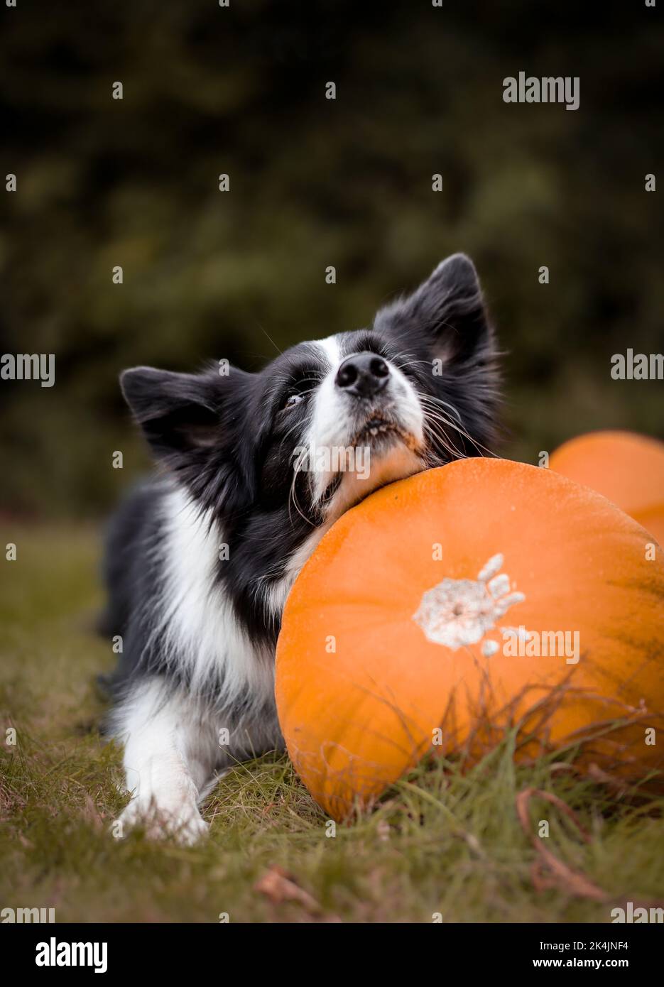 Vertical Portrait of Border Collie with Orange Pumpkin in the Garden. Cute Black and White Dog Lies Down Outside with Cucurbita Pepo. Stock Photo