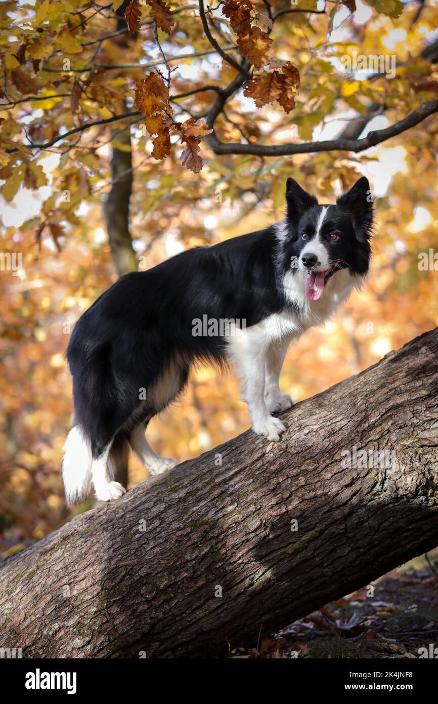 Border Collie Stands on Tree Trunk in Colorful Autumn Forest. Happy Black and White Dog with Tongue Out in the Woods during Fall Season. Stock Photo