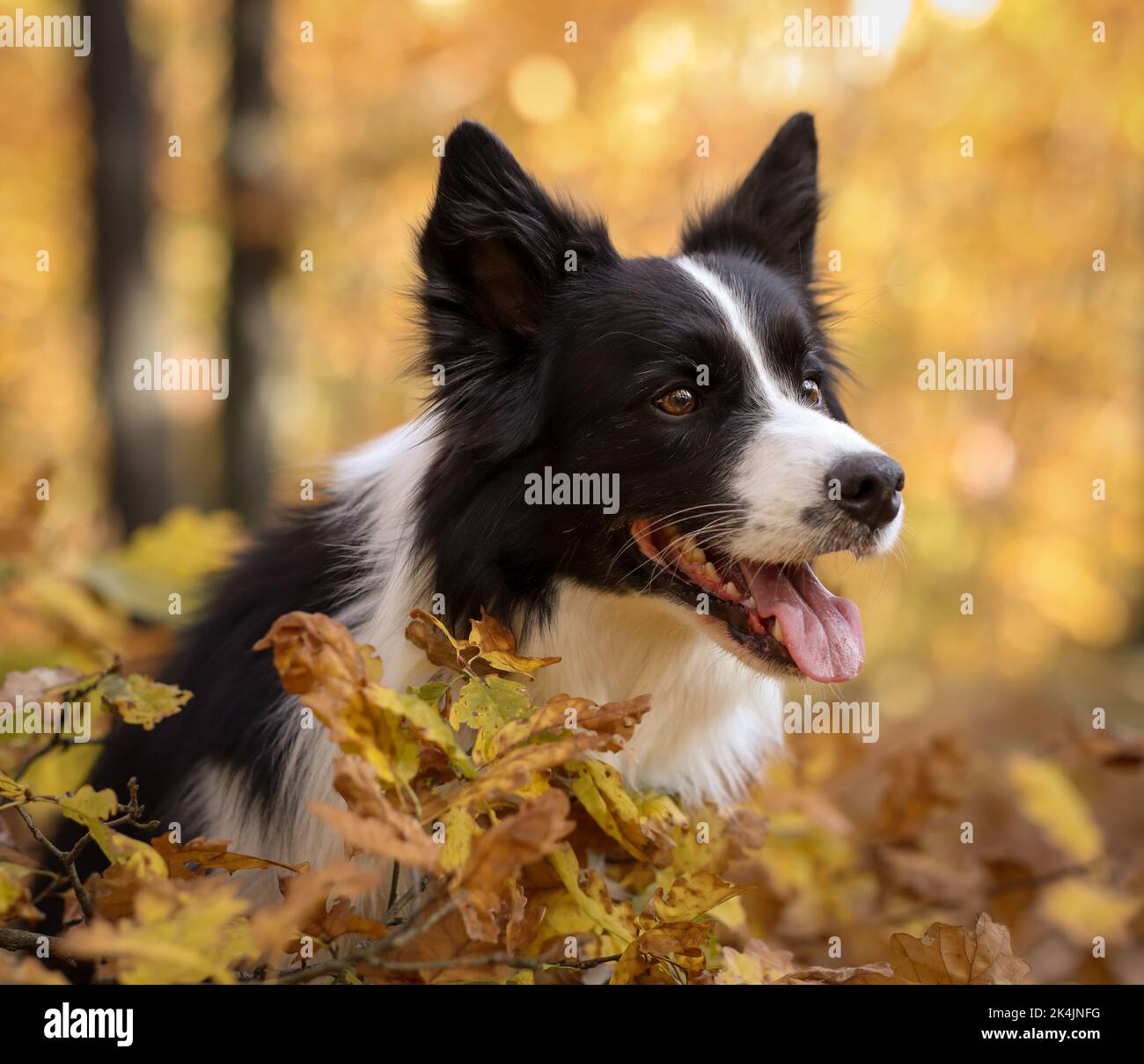 Head Portrait of Black and White Border Collie Dog in Yellow Autumnal Nature. Cute Sheepdog in Autumn Colorful Forest. Stock Photo